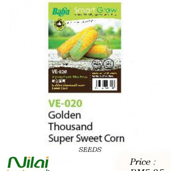 Golden Thousand Super Sweet Corn