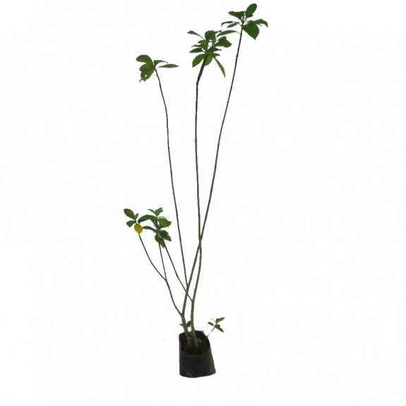 Gardenia spp.