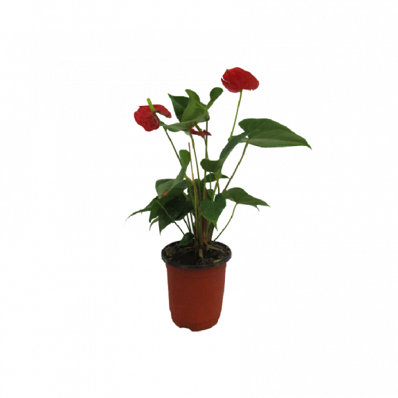 Anthurium (Red/White/Pink)