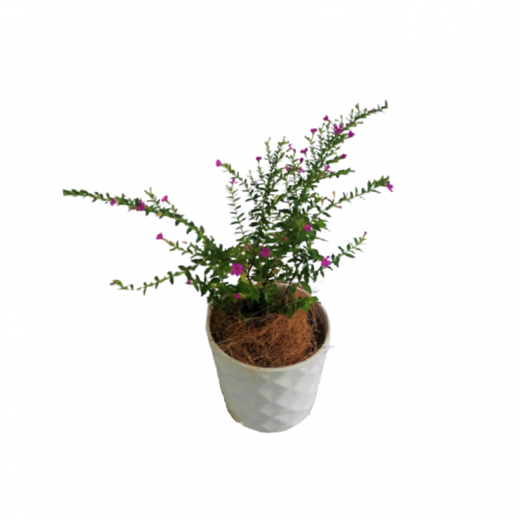 Potted Cuphea