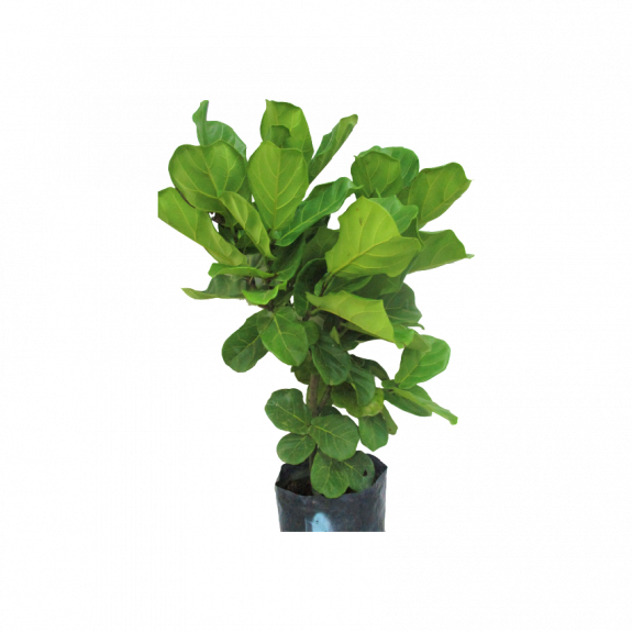 Potted Ficus Lyrata (small)