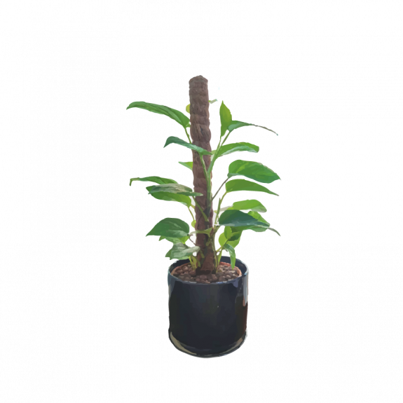Potted Money Plant
