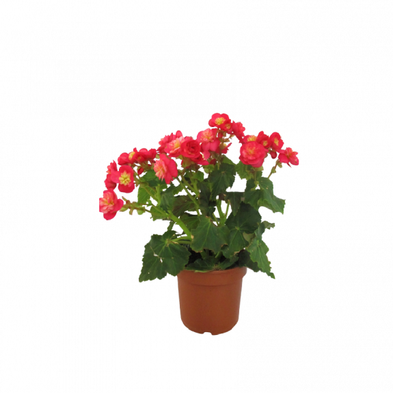Rosa Begonia