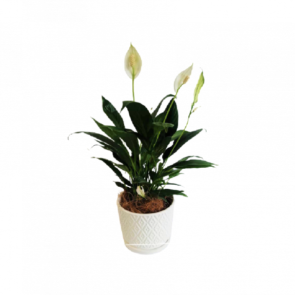 Potted Spathiphyllum
