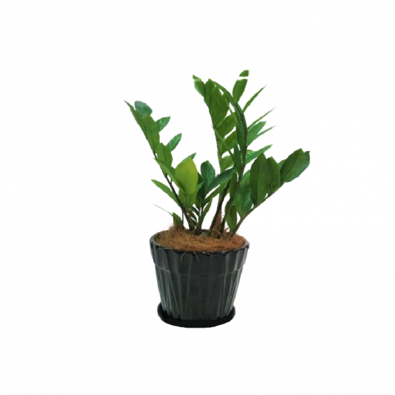 Potted ZZ Plant